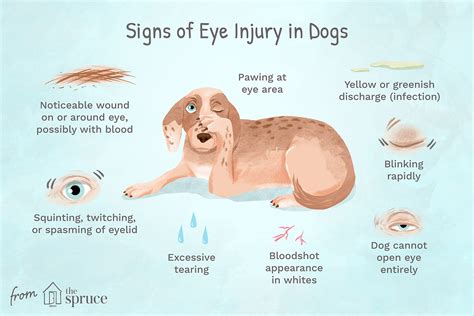 Exploring the Emotional Impact of Envisioning an Injured Ebony Canine
