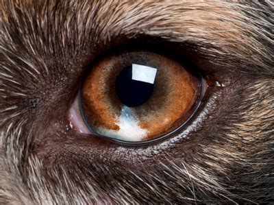 Exploring the Emotional Trauma Reflected in an Injured Canine Vision