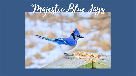 Exploring the Enchanted Realm of the Majestic Blue Jay