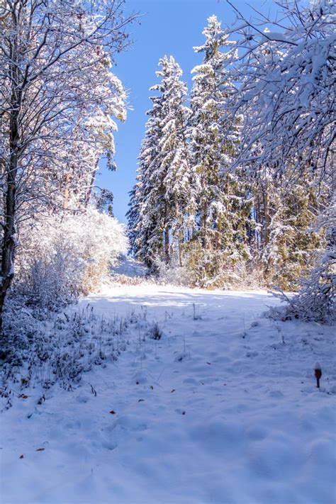 Exploring the Enchanting Elegance of Frost-Adorned Landscapes