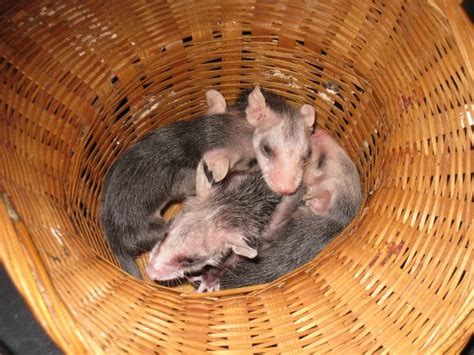 Exploring the Enchanting Realm of Infant Possums