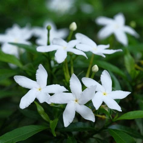 Exploring the Enchanting Varieties of Blush Blossoms