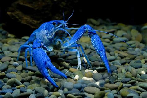 Exploring the Enchanting World of Crayfish Varieties