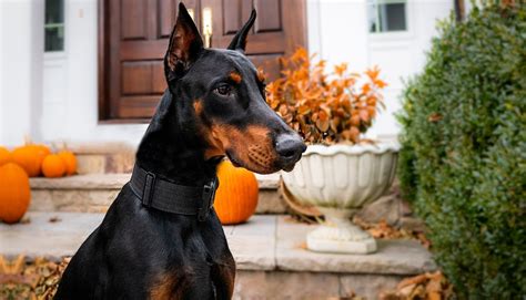 Exploring the Enchanting World of Doberman Dogs: A Comprehensive Overview