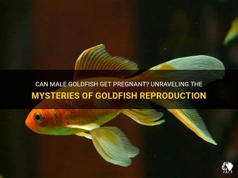 Exploring the Enigma: Unraveling the Mysteries of Goldfish Breeding and Genetics