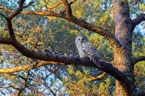 Exploring the Enigmatic Abilities of the Tiny Owl