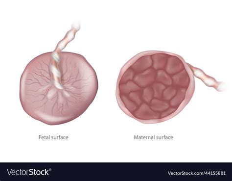 Exploring the Enigmatic Advantages of Infant Placenta for Maternal and Fetal Well-being