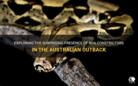 Exploring the Enigmatic Boa Constrictor