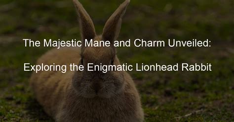 Exploring the Enigmatic Bunny Love