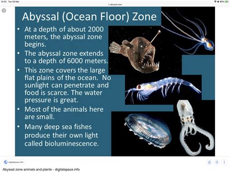 Exploring the Enigmatic Creatures of the Abyssal Zone