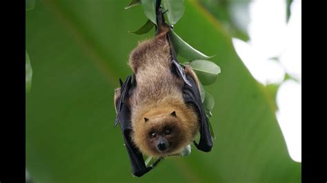 Exploring the Enigmatic Importance of Bats