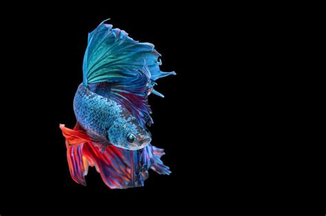 Exploring the Enigmatic Obsidian Betta: Delve into the Realm of Their Exquisite Elegance