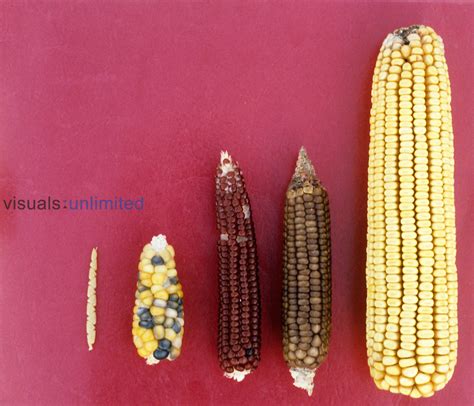 Exploring the Enigmatic Origins of Corn