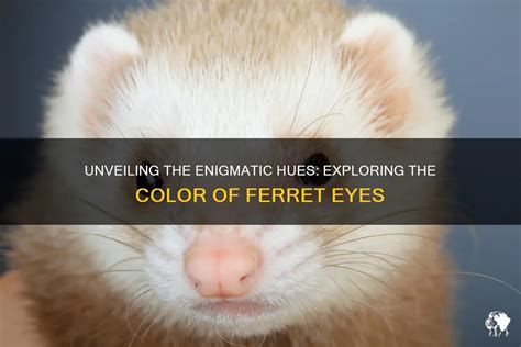 Exploring the Enigmatic Realm of Ferrets