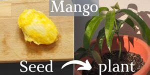 Exploring the Enigmatic Techniques for Cultivating your Own Enormous Mango Tree