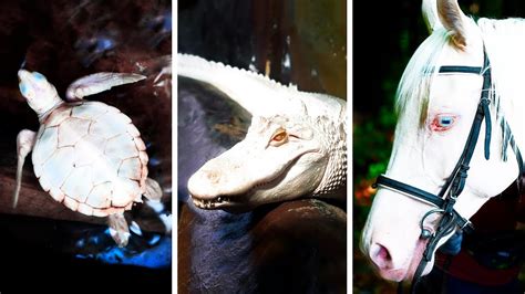 Exploring the Enigmatic Wonders of Albinism in the Animal Kingdom