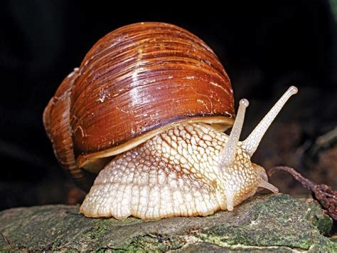 Exploring the Enigmatic World of Mollusk Gastropods