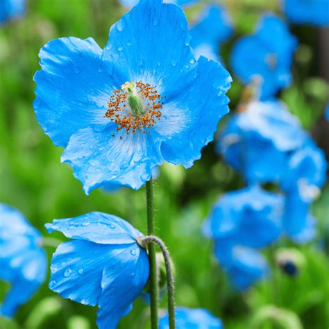 Exploring the Enigmatic World of Symbolism Surrounding Poppy Plants