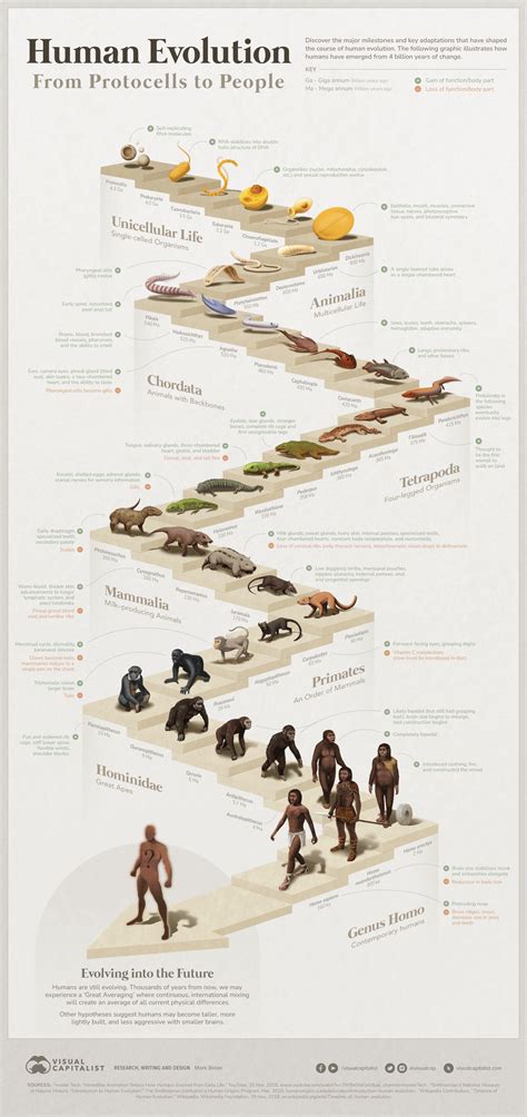 Exploring the Evolutionary Journey: Tracing the Path of Human Origins