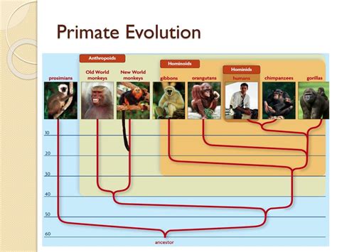 Exploring the Evolutionary Purpose of Primate Imaginings