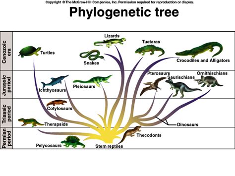 Exploring the Evolutionary Significance of Fake Tears in Reptiles