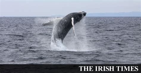 Exploring the Exceptional Magnitude of Whales