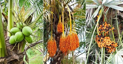 Exploring the Exotic: A Guide to Tropical Palm Fruit