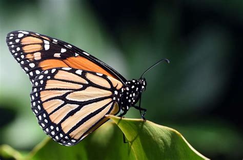 Exploring the Exquisite Beauty and Profound Transformation of Butterflies in Dreams