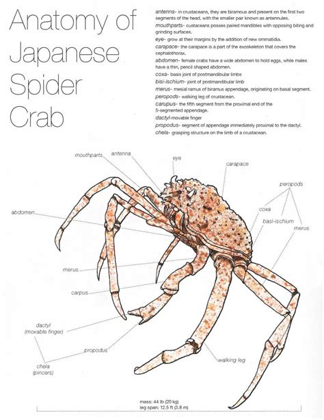 Exploring the Fascinating Anatomy of the Enigmatic Crab Spider