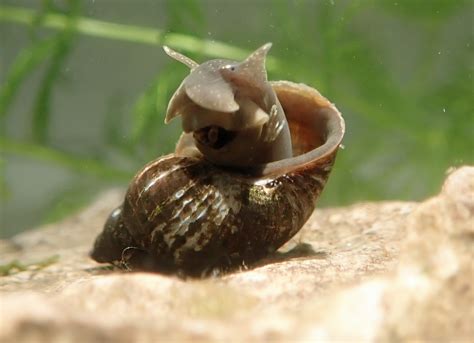 Exploring the Fascinating Realm of Devouring Fresh Snails