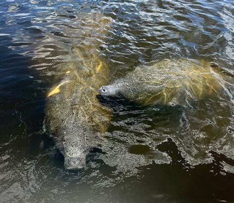 Exploring the Fascinating Wildlife of Florida: Manatees, Alligators, and More