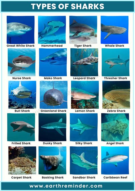 Exploring the Fascinating World of Various Shark Species in Culinary Delights