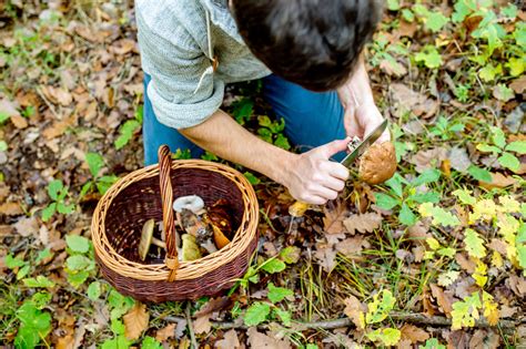 Exploring the Fascination of Foraging