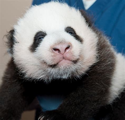 Exploring the Fascination with Baby Pandas: A Worldwide Obsession