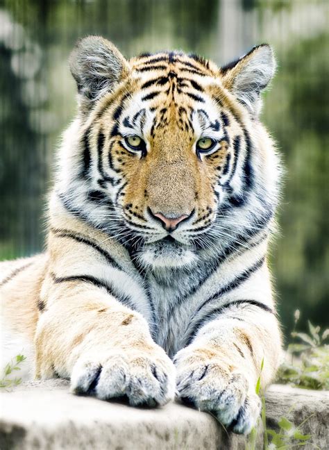 Exploring the Fascination with Tigers: What Makes Them so Enchanting?