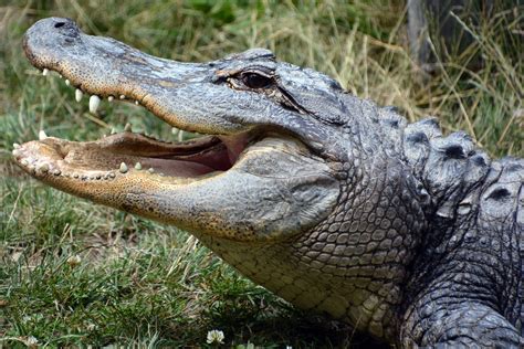 Exploring the Fear and Anxiety Linked to the Presence of Alligators in Your Home