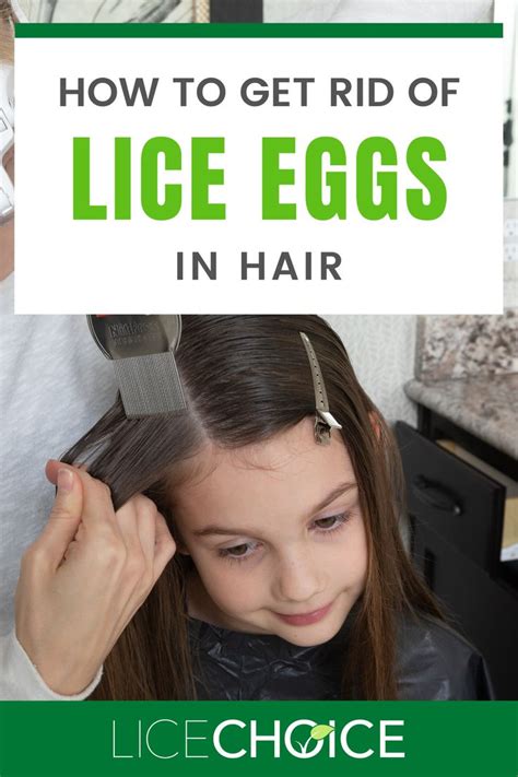 Exploring the Fundamentals: An In-Depth Analysis of Hair Lice Eggs