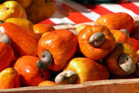 Exploring the Gastronomic Potential of the Cashew Fruit