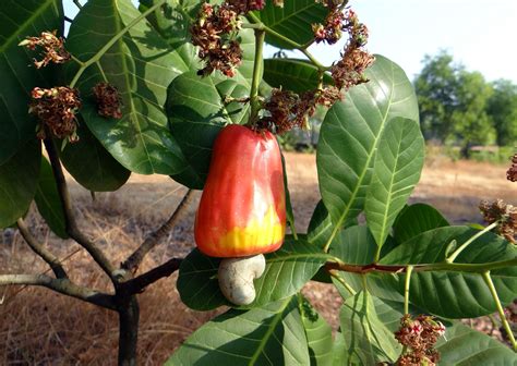 Exploring the Global Cultivation of Cashew Trees