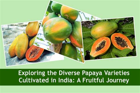 Exploring the Global Journey of Papaya: From Farm to Plate