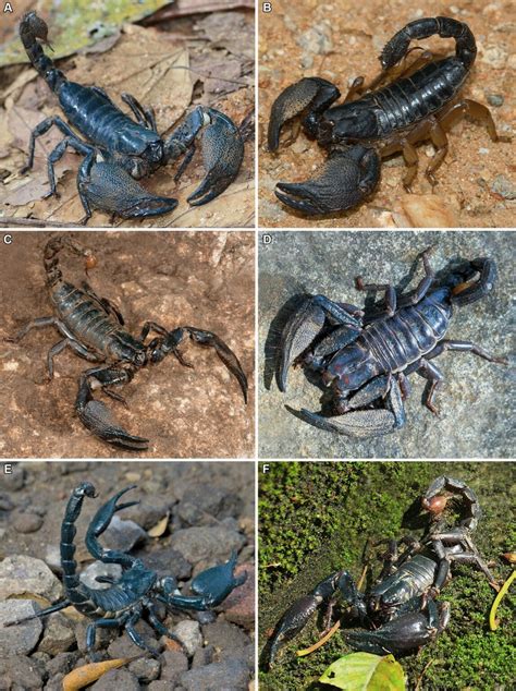 Exploring the Habitat of the Enigmatic Midnight Scorpion