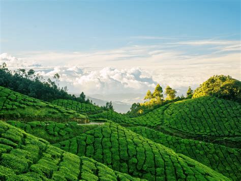 Exploring the Harmony Between Ecotourism and Sustainability in Tea Estates