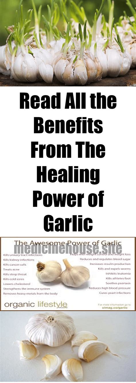 Exploring the Healing Powers of Garlic in Traditional Medicine