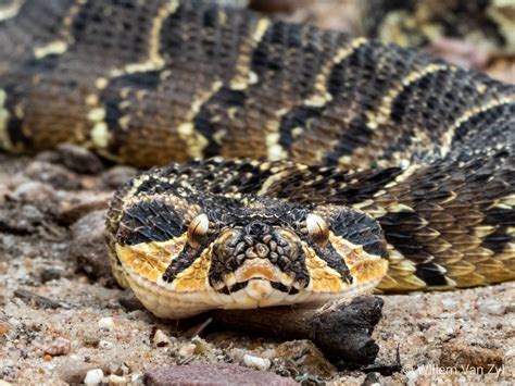 Exploring the Healing and Therapeutic Aspects of Puff Adder Snake Dream Analysis