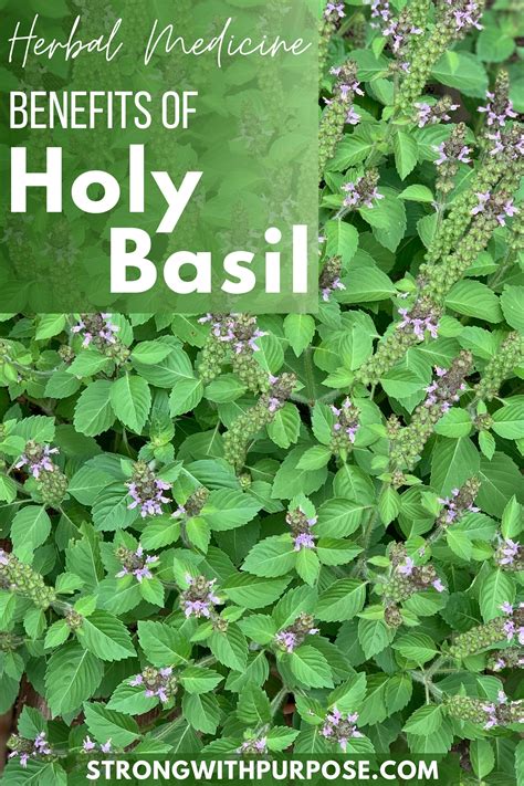 Exploring the Healing and Traditional Benefits of Sacred Basil