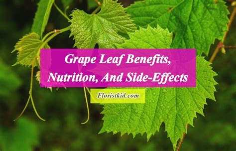 Exploring the Health Advantages of Grape Leaves