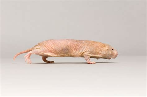 Exploring the Hidden Messages in Mole Rat Encounters