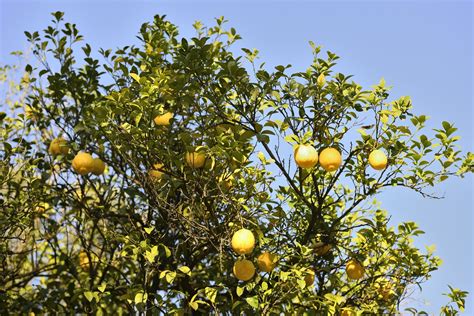 Exploring the Hidden Significance of Grapefruit Tree Reveries