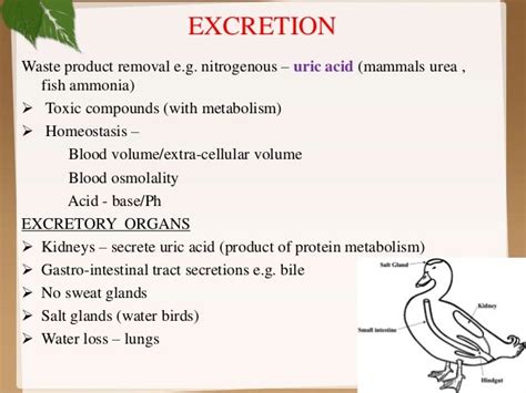 Exploring the Historical Significance of Avian Excretion in Oneiric Realm