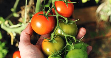 Exploring the Historical Significance of Tomatoes